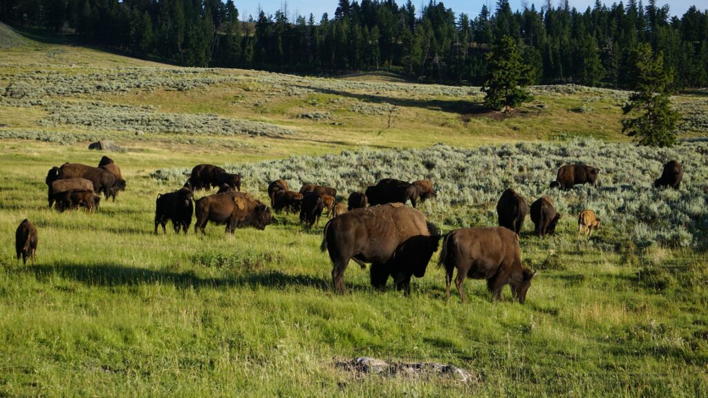 Lamar Valley Bison Herd