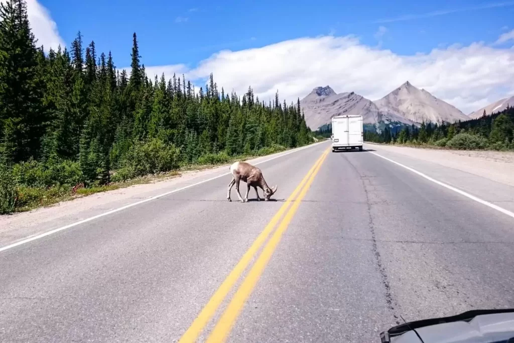 Driving to Peyto Lake